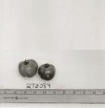 Click for 1 image(s) for this accession. FRUIT